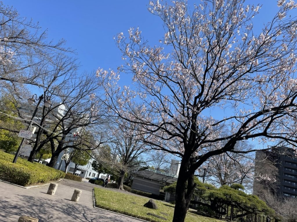 高崎市役所の桜
